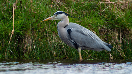 Large Grey Heron, Ardeidae, Single Bird Close Up, eyeline low angle view, searching for food on riverbank