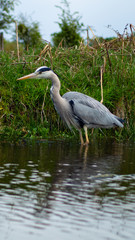Large Grey Heron, Ardeidae, Single Bird Close Up, eyeline low angle view, searching for food, fishing, on riverbank