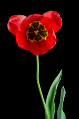 Big red tulip, hybrid variety "London", on a black background