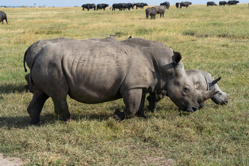 Fototapeta premium Rhino and baby walking through grass