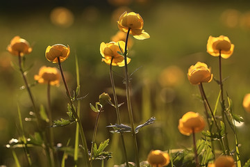 nature background flowers yellow / beautiful spring nature photo, tinted vintage flowers design