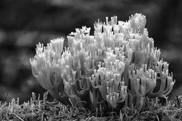 coral mushroom / macro mushroom beautiful nature photo forest