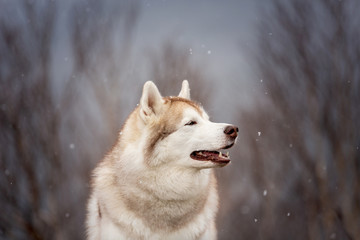 Cute and happy Siberian Husky dog sitting in the forest in spring on snowy day
