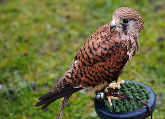 Kestrel perched on a stand (member of the falcon genus, Falco family).