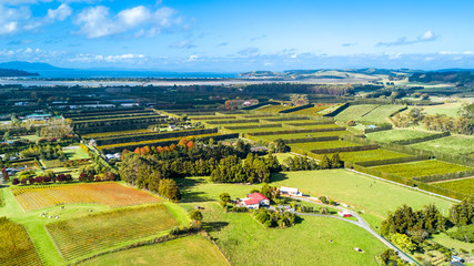Little farms and orchards with oceanic bay on the background. Auckland, New Zealand