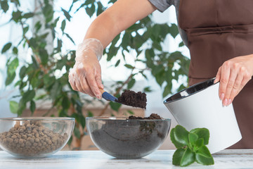 A young woman transplants plants in another pot at home. Home gardening tools.