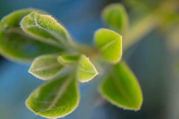 Detalle de planta