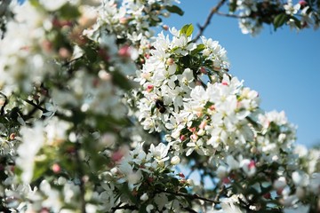Beautiful blossom Apple Tree branches swaying in the wind in spring.
