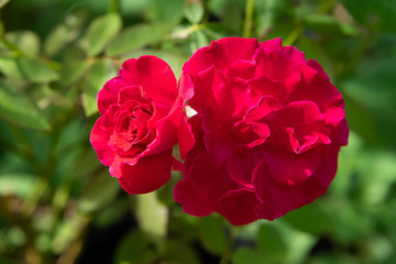Close up red of Floribunda rose flower