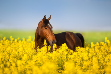 Bay horse with long mane on rape field