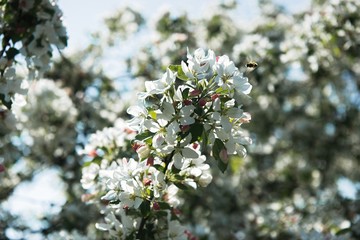 Beautiful blossom Apple Tree branches swaying in the wind in spring.