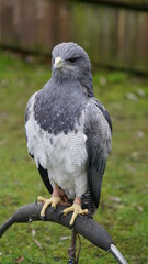 Blue Eagle (South American bird of prey)       
