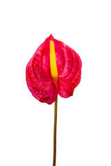 Close up Anthurium flower on white background.