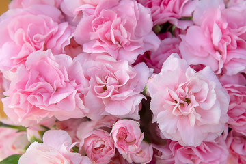 Close up petal of pink Carnation flower background.
