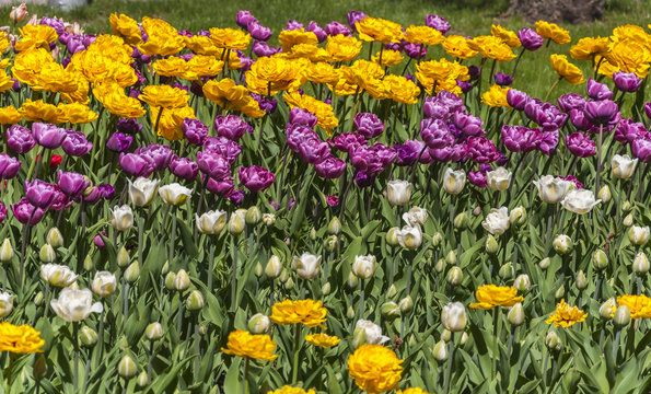 Flowerbed multicolored on a lawn in the sunny day. different viola flowers in sity landscape