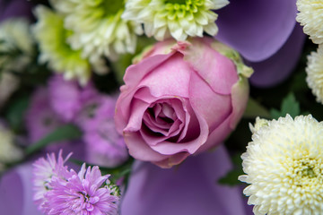 close up of rose flower