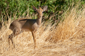 Cute dik-dik standing in the grass and looking in the camera