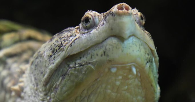 Common snapping turtle in water