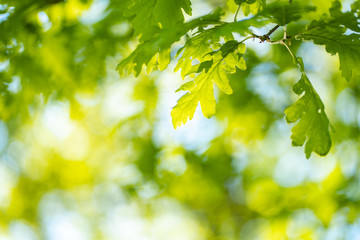 Closeup photo of leaves in the forest under sun, captured by spring or early summer. Ecology and tranquility concept.