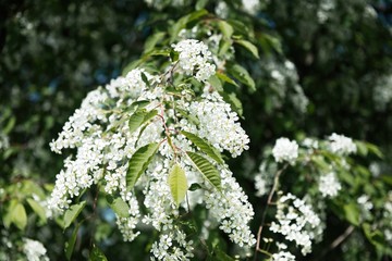 Beautiful blossom Apple Tree branches swaying in the wind in spring.