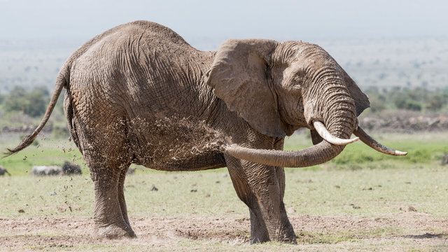 Elephant mud bathing in Amboseli National Park