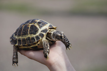 Land turtle on hand close up. The concept of human friendship with the animal world.