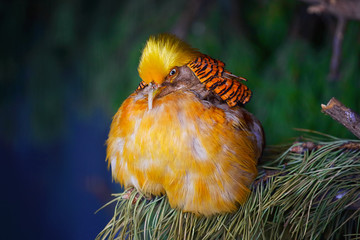 A plump golden Chinese pheasant sits in a tree. Portrait of a bright and colorful bird