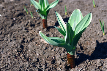 Closeup of garlic stalk on a plantation. Giant plant variety.
