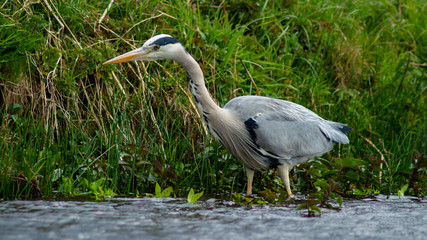 Large Grey Heron, Ardeidae, Single Bird Close Up, eye-line low angle water level view searching for food, fishing on riverbank