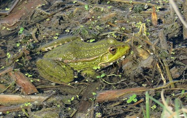 Green bullfrog in the pond, closeup