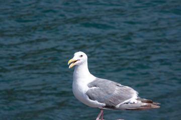 Seagull on a rock.