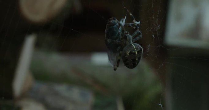 spider in web with fly