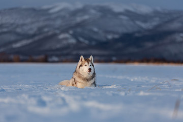 Gorgeous and happy siberian husky dog lying in the snow field in winter at sunset