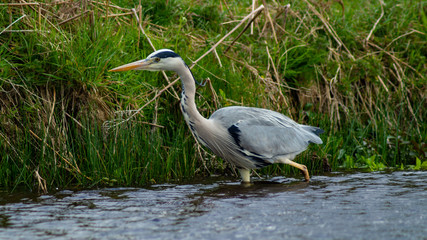 Large Grey Heron, Ardeidae, Single Bird Close Up, eye-line low angle water level view searching for food, fishing on riverbank