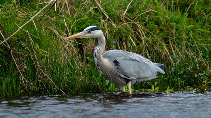 Large Grey Heron, Ardeidae, Single Bird Close Up, eye-line low angle water level view searching for food, fishing on riverbank