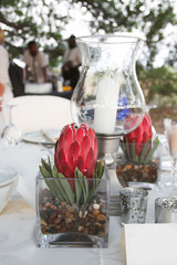 Protea pink flower with table setup outside elegant