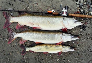 fishing pike close-up. Three large fishes lie on the bank of the river, next to the spinning.