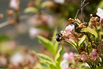 Obraz premium Bee on a flower.