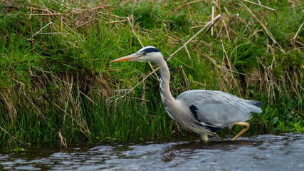 Fototapeta premium Large Grey Heron, Ardeidae, Single Bird Close Up, eye line low angle water level view, searching for food on riverbank