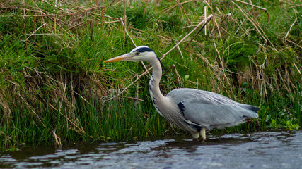 Large Grey Heron, Ardeidae, Single Bird Close Up, eyeline low angle view, searching for food, fishing, on riverbank