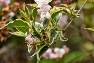 Obraz premium Bee on a flower.