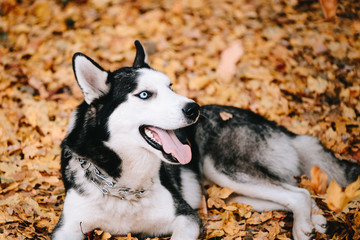 Siberian Husky lies on autumn leaves