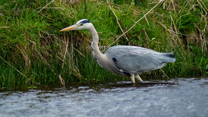 Large Grey Heron, Ardeidae, Single Bird Close Up, eye line low angle view