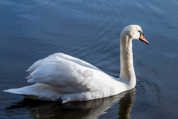 Cisne