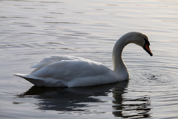 Cisne