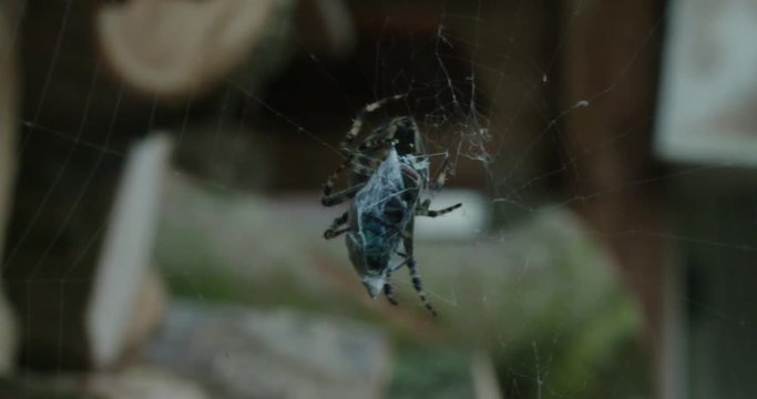 Macro close up spider in web with fly