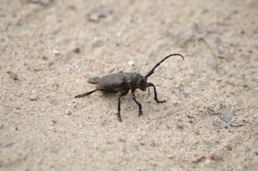 beetle on stone