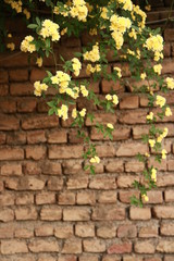 Gelbe Blumen vor dem Szene und ein Wand im Hintergrund