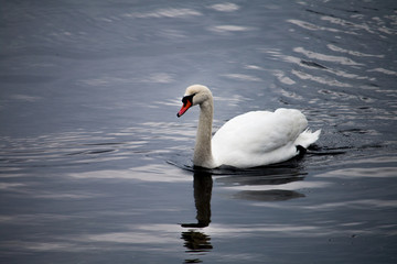 Fototapeta premium Cisne
