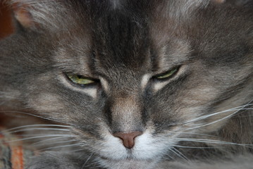 Cute cat. Funny Maine Coon. Beautiful close-up of face